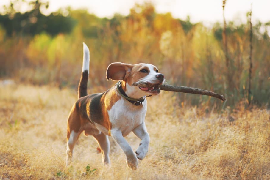 Animaux domestiques
