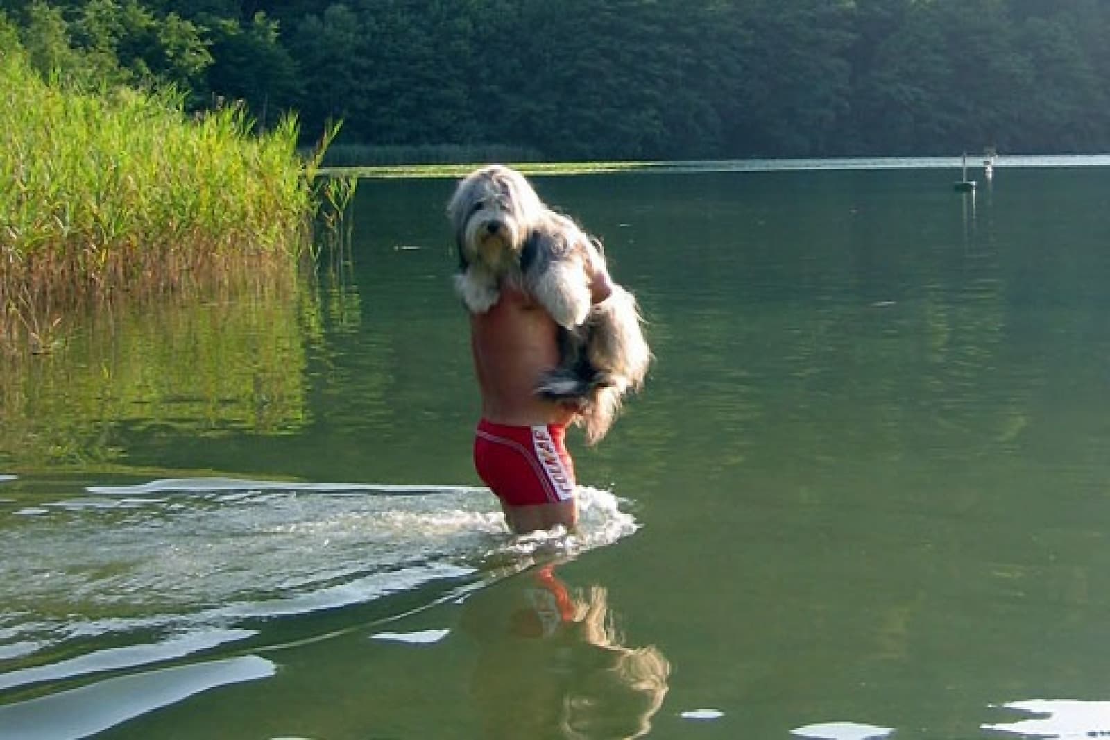 Animali domestici