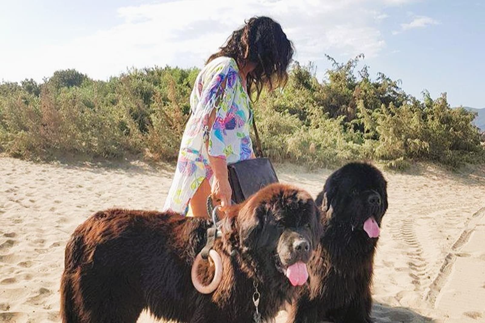 Animaux domestiques