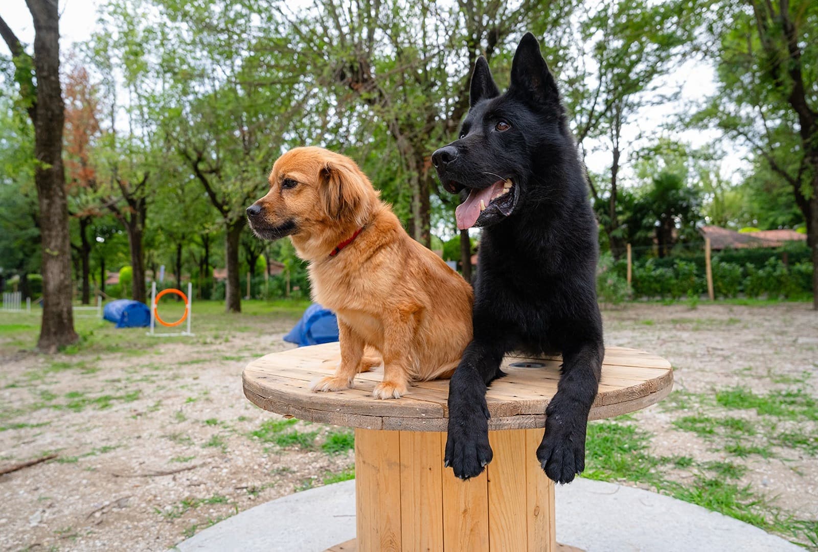 Mascotas