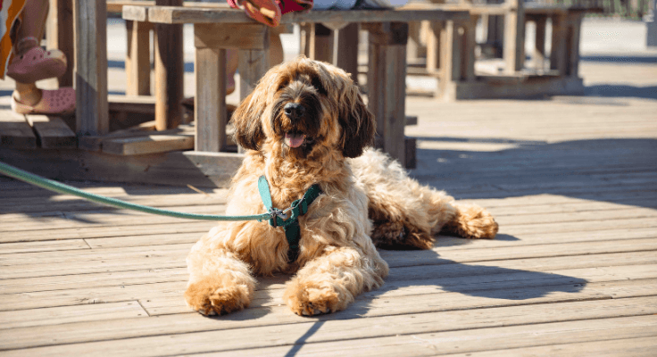 Animaux domestiques